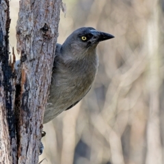 Strepera versicolor at Bluetts Block (402, 403, 12, 11) - 17 Jun 2023 11:23 AM