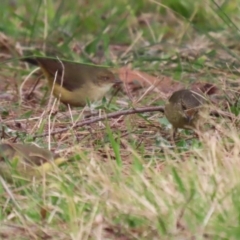 Acanthiza reguloides (Buff-rumped Thornbill) at Gordon, ACT - 4 Jul 2023 by RodDeb