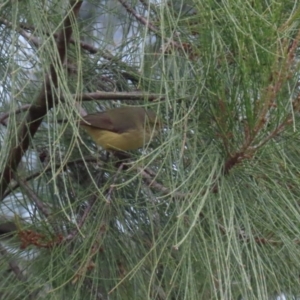 Acanthiza reguloides at Gordon, ACT - 4 Jul 2023