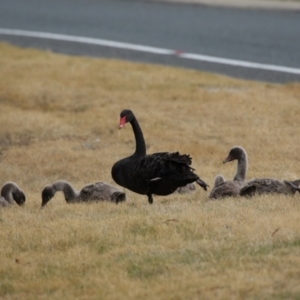 Cygnus atratus at Gordon, ACT - 4 Jul 2023 12:34 PM