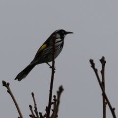 Phylidonyris novaehollandiae (New Holland Honeyeater) at Gordon Pond - 4 Jul 2023 by RodDeb