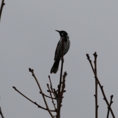 Phylidonyris novaehollandiae at Gordon, ACT - 4 Jul 2023