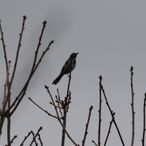 Phylidonyris novaehollandiae at Gordon, ACT - 4 Jul 2023