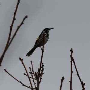 Phylidonyris novaehollandiae at Gordon, ACT - 4 Jul 2023