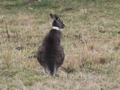 Macropus giganteus (Eastern Grey Kangaroo) at Isabella Plains, ACT - 4 Jul 2023 by RodDeb