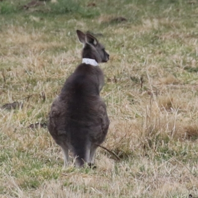 Macropus giganteus (Eastern Grey Kangaroo) at Isabella Plains, ACT - 4 Jul 2023 by RodDeb