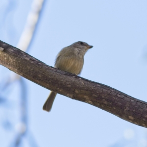 Pachycephala pectoralis at Higgins, ACT - 2 Jul 2023 11:40 AM