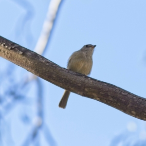 Pachycephala pectoralis at Higgins, ACT - 2 Jul 2023 11:40 AM