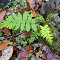 Unidentified Fern or Clubmoss at Bundagen, NSW - 4 Jul 2023 by trevorpreston