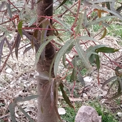 Brachychiton populneus subsp. populneus (Kurrajong) at Wanniassa Hill - 3 Jul 2023 by KumikoCallaway