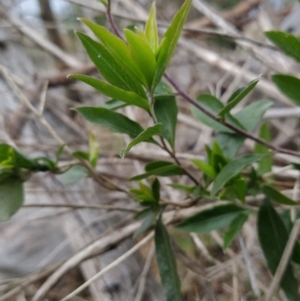 Billardiera heterophylla at Fadden, ACT - 4 Jul 2023 08:22 AM