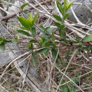 Billardiera heterophylla at Fadden, ACT - 4 Jul 2023 08:22 AM