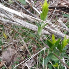 Billardiera heterophylla at Fadden, ACT - 4 Jul 2023 08:22 AM