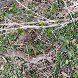 Billardiera heterophylla at Fadden, ACT - 4 Jul 2023 08:22 AM