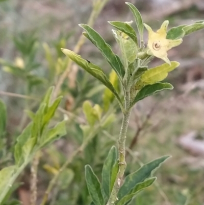 Solanum chenopodioides (Whitetip Nightshade) at Fadden, ACT - 4 Jul 2023 by KumikoCallaway