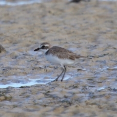 Anarhynchus leschenaultii (Greater Sand-Plover) at Wellington Point, QLD - 29 Jun 2023 by TimL