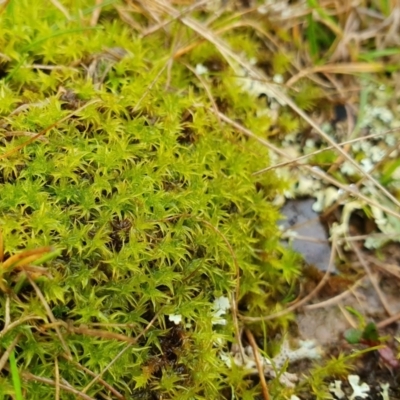 Unidentified Moss, Liverwort or Hornwort at Yass River, NSW - 4 Jul 2023 by SenexRugosus