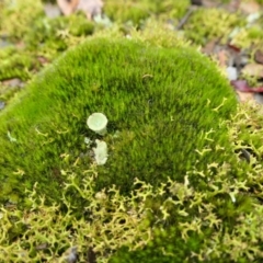 Unidentified Moss, Liverwort or Hornwort at Yass River, NSW - 4 Jul 2023 by SenexRugosus