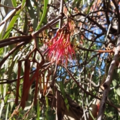 Amyema pendula subsp. pendula (Drooping Mistletoe) at Majors Creek, NSW - 29 Jun 2023 by MatthewFrawley