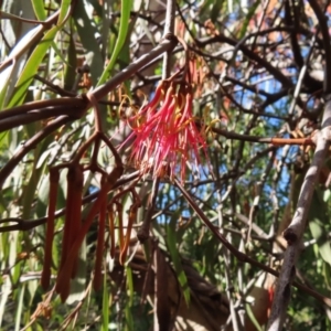 Amyema pendula subsp. pendula at Majors Creek, NSW - 29 Jun 2023