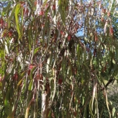 Amyema pendula subsp. pendula at Majors Creek, NSW - 29 Jun 2023