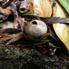 Geastrum sp. (genus) (An earthstar) at Queanbeyan, NSW - 4 Jul 2023 by Paul4K