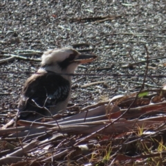 Dacelo novaeguineae (Laughing Kookaburra) at Majors Creek, NSW - 29 Jun 2023 by MatthewFrawley