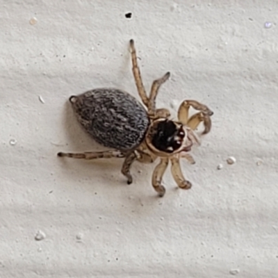 Salticidae (family) at Nambucca Heads, NSW - 5 Jul 2023 by trevorpreston