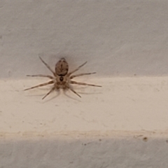 Unidentified Other web-building spider at Nambucca Heads, NSW - 4 Jul 2023 by trevorpreston