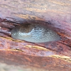 Deroceras species at Nambucca Heads, NSW - 4 Jul 2023 by trevorpreston