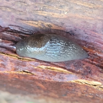 Unidentified Snail or Slug (Gastropoda) at Nambucca Heads, NSW - 4 Jul 2023 by trevorpreston