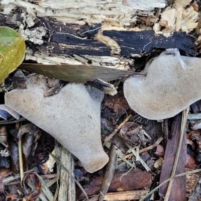Unidentified Other fungi on wood at Nambucca Heads, NSW - 4 Jul 2023 by trevorpreston