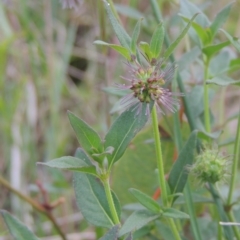 Opercularia hispida (Hairy Stinkweed) at Bowning, NSW - 11 Dec 2022 by MichaelBedingfield