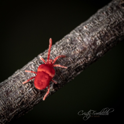 Trombidiidae (family) (Red velvet mite) at Jerrabomberra Wetlands - 12 Jun 2023 by Cristy1676