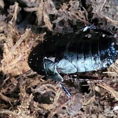 Platyzosteria melanaria (Common Eastern Litter Runner) at Bundagen, NSW - 4 Jul 2023 by trevorpreston