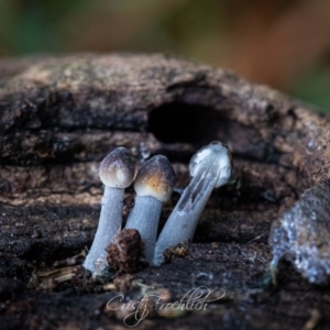 Mycena sp. at Holt, ACT - 28 May 2023 12:37 PM