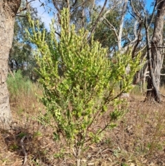 Styphelia triflora (Five-corners) at Wanniassa Hill - 5 Jul 2023 by LPadg