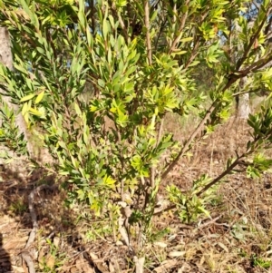 Styphelia triflora at Fadden, ACT - 5 Jul 2023