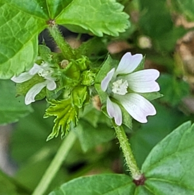 Malva neglecta (Dwarf Mallow) at Coffs Harbour, NSW - 5 Jul 2023 by trevorpreston