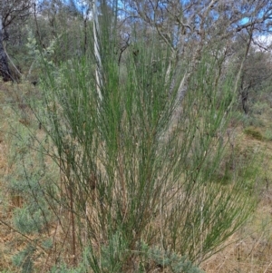 Cytisus scoparius subsp. scoparius at Fadden, ACT - 5 Jul 2023