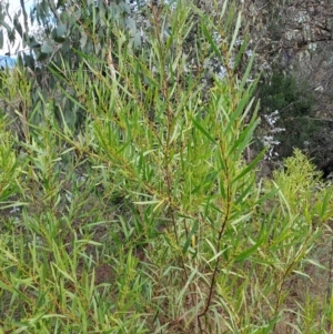 Acacia longifolia subsp. longifolia at Fadden, ACT - 5 Jul 2023