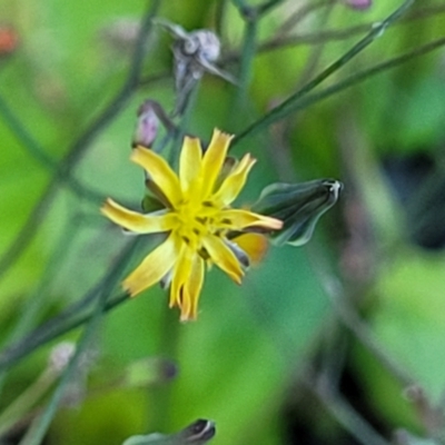 Youngia japonica (Oriental False Hawksbeard) at Coffs Harbour, NSW - 5 Jul 2023 by trevorpreston