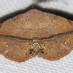 Autoba abrupta (Acontiinae) at Sheldon, QLD - 1 Apr 2011 by PJH123