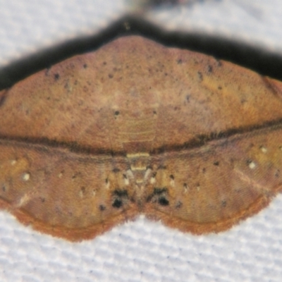 Autoba abrupta (Acontiinae) at Sheldon, QLD - 1 Apr 2011 by PJH123