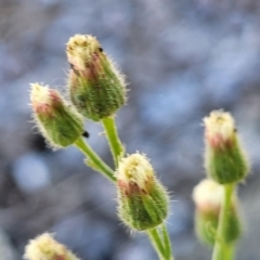 Erigeron bonariensis (Flaxleaf Fleabane) at Coffs Harbour, NSW - 5 Jul 2023 by trevorpreston