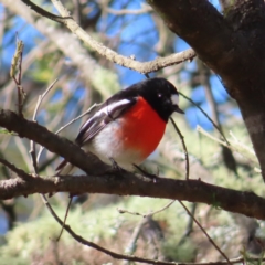 Petroica boodang (Scarlet Robin) at Reidsdale, NSW - 29 Jun 2023 by MatthewFrawley