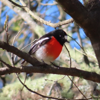Petroica boodang (Scarlet Robin) at Reidsdale, NSW - 29 Jun 2023 by MatthewFrawley