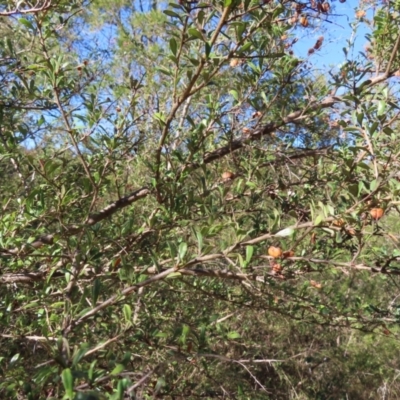 Bursaria spinosa (Native Blackthorn, Sweet Bursaria) at Majors Creek, NSW - 29 Jun 2023 by MatthewFrawley