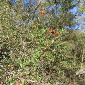 Bursaria spinosa at Majors Creek, NSW - 29 Jun 2023 11:58 AM