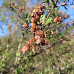 Bursaria spinosa at Majors Creek, NSW - 29 Jun 2023